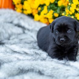 Girl 4 - Labrador Retriever puppy from Raley Retrievers