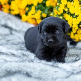 Girl 4 - Labrador Retriever puppy from Raley Retrievers