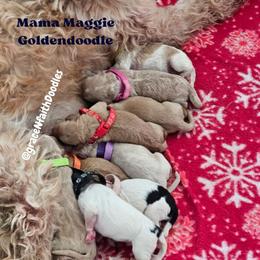 Goldendoodle puppies from Grace N Faith Doodles