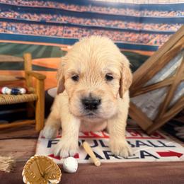 Boy 2 (Nikon) (brown collar) - Light golden male Golden Retriever puppy in Hubbard, Ohio from Whickering Pines Golden Retrievers