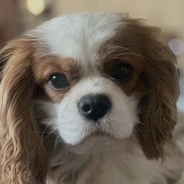 Cavapoo puppies from Amanda's Newfoundlands