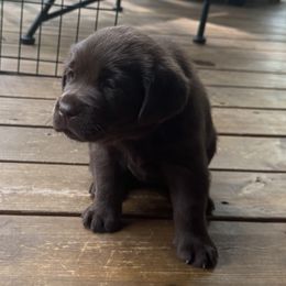 Red Female - Chocolate female Labrador Retriever puppy in Bella Vista, Arkansas from Havenwood Labradors