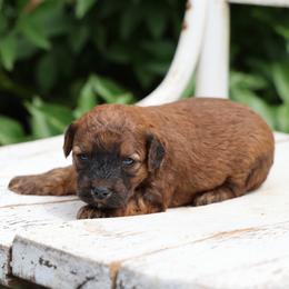 Paris - Wheaten male Whoodle puppy in West Bend, Iowa from Blue Skies Terriers