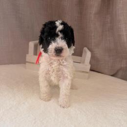 M and M - Black and white male Bernedoodle puppy in Luana, Iowa from Country View Bernedoodles and Goldendoodles
