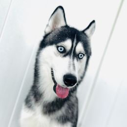 Pomskies from Pawfully Perfect Pups