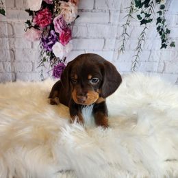 Beagle Puppies from Lovan's Spring Creek Kennel