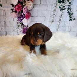 Beagle Puppies from Lovan's Spring Creek Kennel