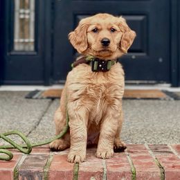 Golden Retriever puppies from Mountain View Goldens