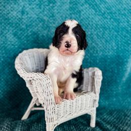 Crow - White and black male Bordoodle puppy in Elizabeth City, North Carolina from Howdy Doodles