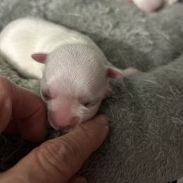 Morkie puppies from Angie's Puppies