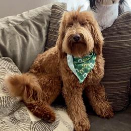 Barlee - Australian Labradoodle