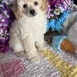Poodle Puppies from Those Prissy P. Poodles
