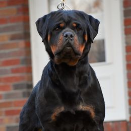 Rottweilers from Mid Penn Rottweilers