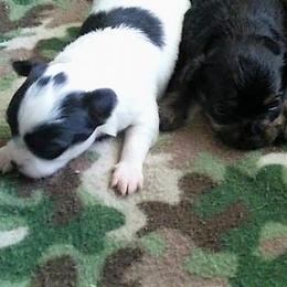 Chihuahua Puppies from Chilove Chihuahuas