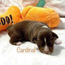 Girl 1 - Miniature American Shepherd puppy in Eclectic, Alabama from Solid Rock Miniature American Shepherds