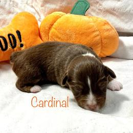 Girl 1 - Miniature American Shepherd puppy in Eclectic, Alabama from Solid Rock Miniature American Shepherds