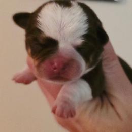 Chocolate an white - Chocolate and white male Chihuahua puppy in Marcy, New York from Dralion Chihuahuas