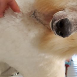 Collies and Poodles from Los Arteagas Collies & Standard Poodles