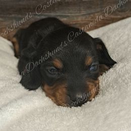 Boy 2 Arrow - Black and tan Dachshund puppy in Lees Summit, Missouri from Castaneda Dachshunds
