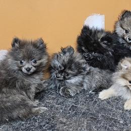 Pomeranians from RC Pets