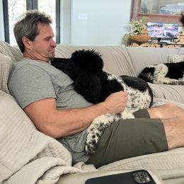 Goldendoodle, Golden Retriever, and Poodle Puppies from Angelic Goldens