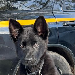 German Shepherd Puppies from Alte Schule Shepherds