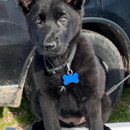German Shepherd Puppies from Alte Schule Shepherds
