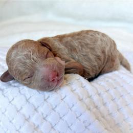 Honey - Red female Maltipoo puppy in Vancouver, Washington from Pnwfamilydoodles