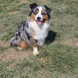 Dally - Miniature American Shepherd