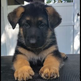 German Shepherd puppies from Flussufer German Shepherds