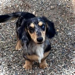 Louie - Dachshund