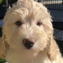 Bernedoodles and Goldendoodles from Dainty Doodle Dogs