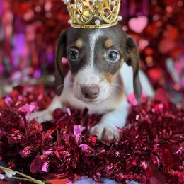 Dachshund Puppies from Duck creek farm