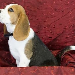 Kizzie - Beagle
