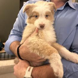 Red Merle - Red merle male Australian Shepherd puppy in Saratoga Springs, New York from Rock Springs Australian Shepherds