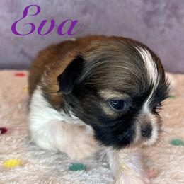 Eva - Gold and white female Shih Tzu puppy in Hemet, California from Aloha Shih Tzu