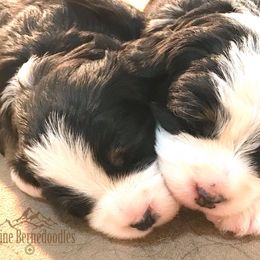 Alpine Bernedoodles breeder of Bernedoodle