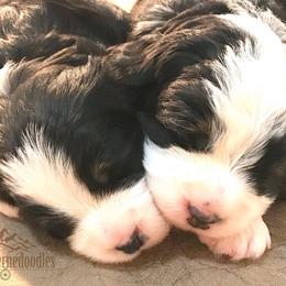 Alpine Bernedoodles breeder of Bernedoodle