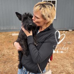 Little love bug - Silver brindle male Scottish Terrier puppy in Mancelona, Michigan from Stefany Farm of Happiness