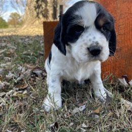 English Springer Spaniel Puppies from Cedar Ridge Kennels
