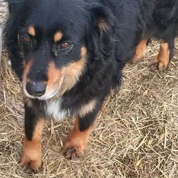 Australian Shepherds from BellaHara