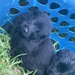 Black male 3 - Black male German Shepherd puppy in Brandywine, Maryland from Lucky Z Ranch
