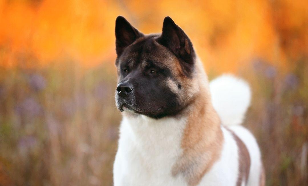 A gorgeous photograph of an adult Akita in the sunset