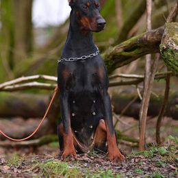 Euphoria-Efa Angel & Demon - Doberman Pinscher