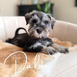 Dakota AKC - Salt and pepper female Miniature Schnauzer puppy in Victorville, California from West Coast Royal Miniature Schnauzer