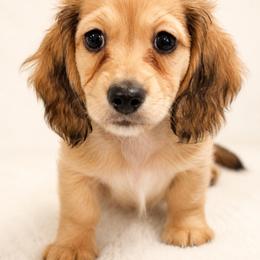 Major - Cream male Dachshund puppy in Statesville, North Carolina from Lakeside Dachshunds