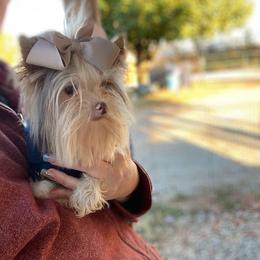 Titus - Yorkshire Terrier