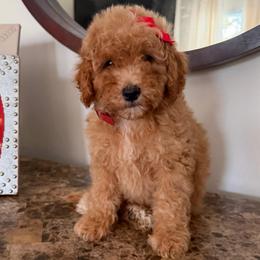 Minnie - Red  female Goldendoodle puppy in Charlotte, North Carolina from Barkins and Company