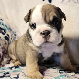 Bulldogs from Bull Shih-tzu Kennels