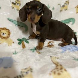 Wilma - Chocolate and tan female Dachshund puppy in Springfield, Tennessee from Savannah’s Doxie Palace